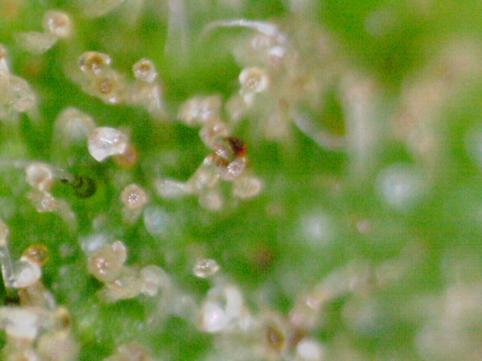 Critical Jack 1 trichs 2.JPG