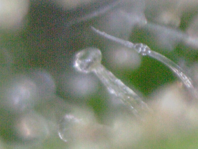 Critical Jack 1 trichs 3.JPG