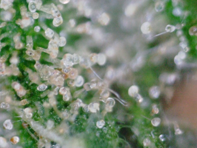 Critical Jack 1 trichs 4.JPG