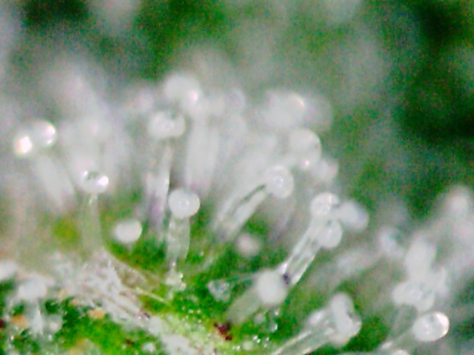 Critical Jack 1 trichs 5.JPG