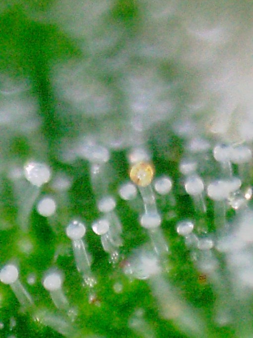 Critical Jack 1 trichs 6.JPG