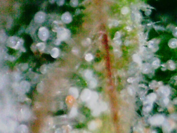 Critical Jack 1 trichs 7.JPG