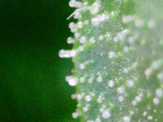 DAY 80 BAM1 TRICHS 1.JPG