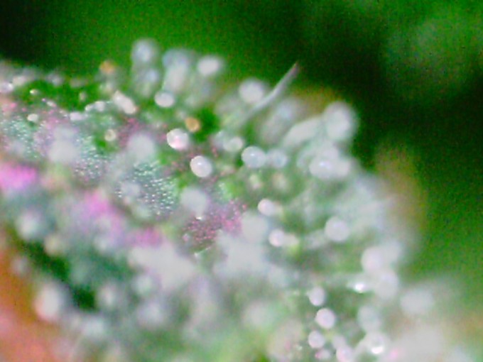 DAY 80 BAM1 TRICHS 2.JPG