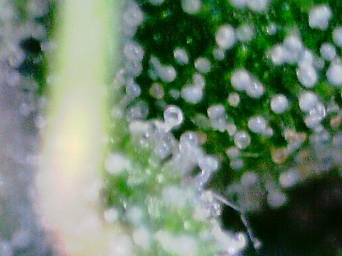 DAY 80 TD TRICHS 2.JPG