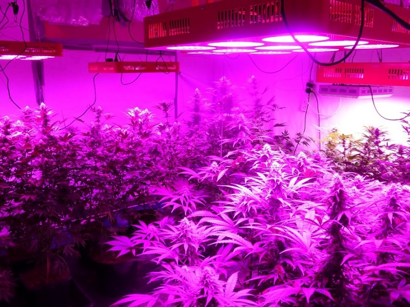 Photon Pro 186 Grow (1).jpg