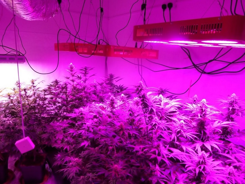 Photon Pro 186 Grow (2).jpg