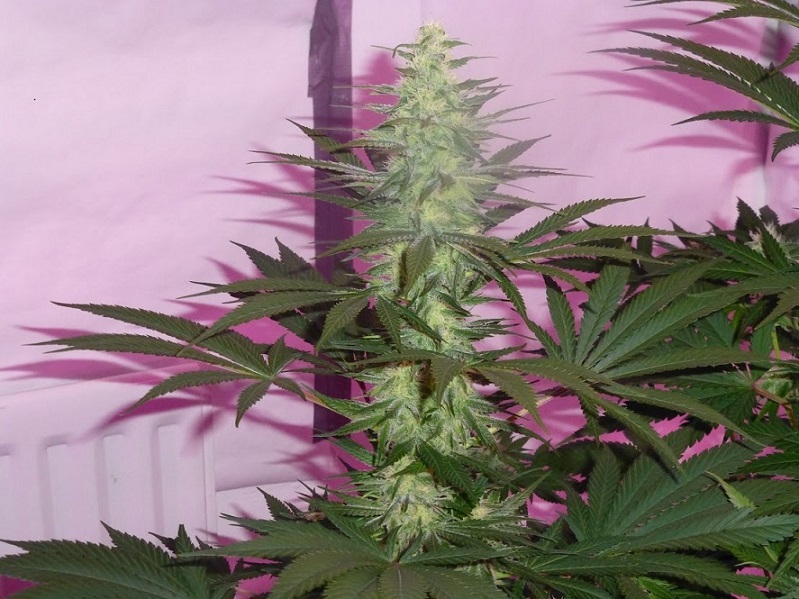 Photon Pro 186 Grow (3).jpg