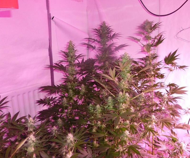 Photon Pro 186 Grow (4).jpg