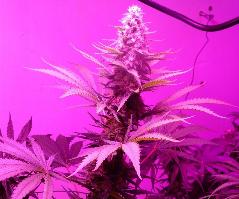 Photon Pro 186 Grow (7).jpg