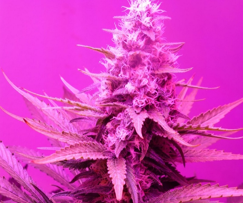 Photon Pro 186 Grow (8).jpg