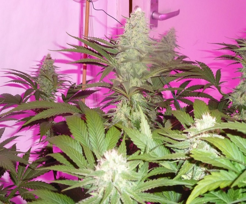 Photon Pro 186 Grow (11).jpg