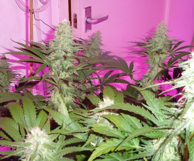 Photon Pro 186 Grow (12).jpg