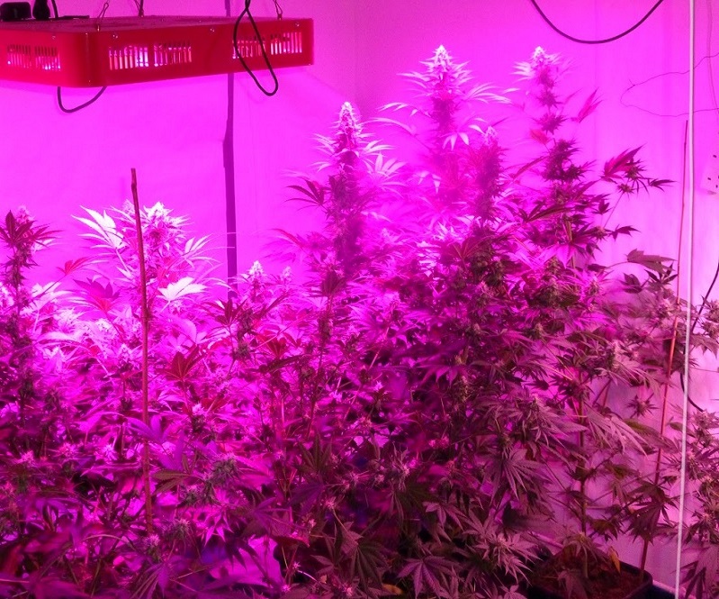 Photon Pro 186 Grow (13).jpg