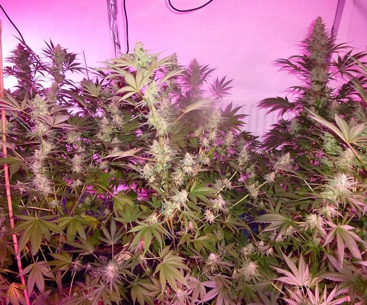 Photon Pro 186 Grow (14).jpg