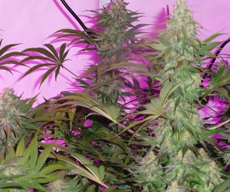 Photon Pro 186 Grow (15).jpg