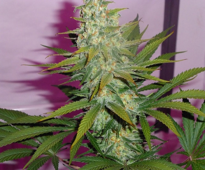 Photon Pro 186 Grow (16).jpg