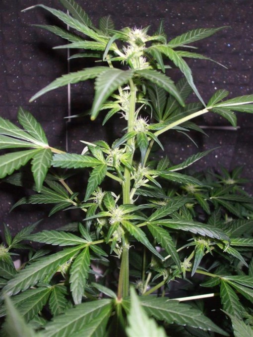 Dutch Passion Sativa Fest DF & PP D33 F9 008.jpg