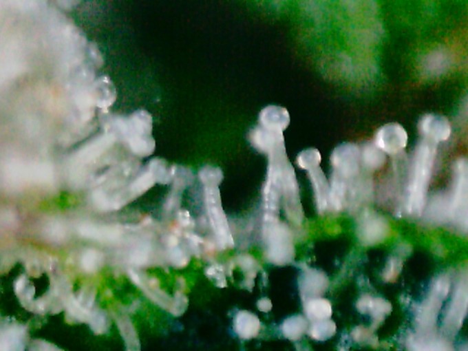 CJ trichs (1).JPG