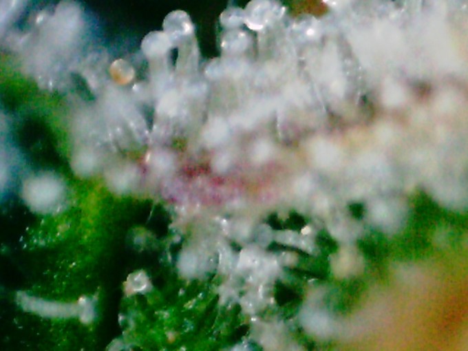 CJ trichs (3).JPG