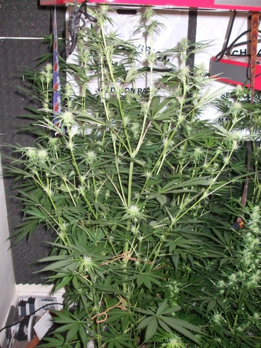 Dutch Passion Sativa Fest DF & PP D49 F25 001.jpg