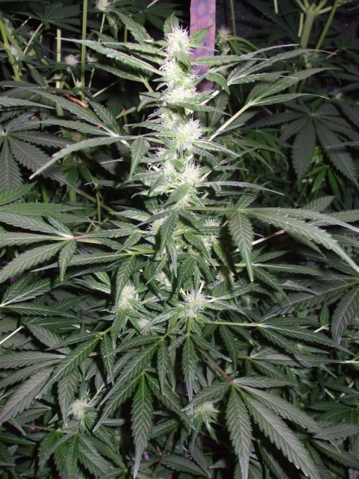 Dutch Passion Sativa Fest DF & PP D49 F25 002.jpg