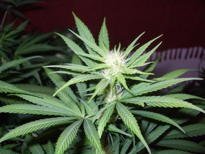 Dutch Passion Sativa Fest DF & PP D49 F25 004.jpg