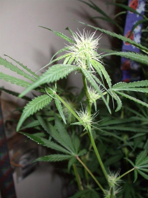 Dutch Passion Sativa Fest DF & PP D49 F25 006.jpg