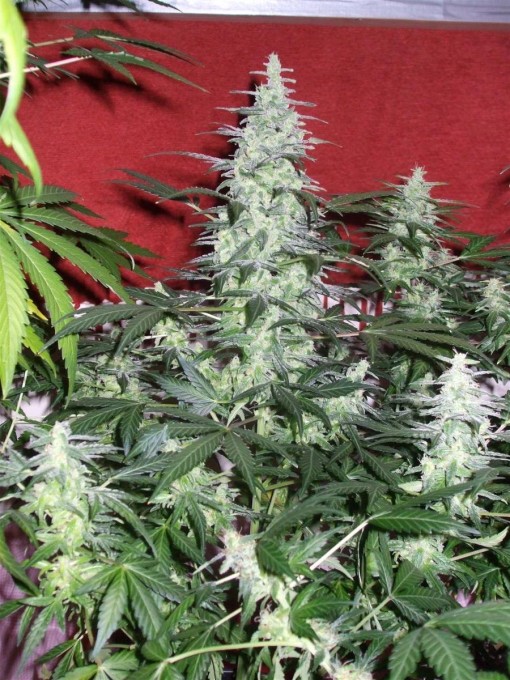 Dutch Passion Sativa Fest DF & PP D62 F38 014.jpg