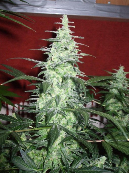 Dutch Passion Sativa Fest DF & PP D62 F38 017.jpg