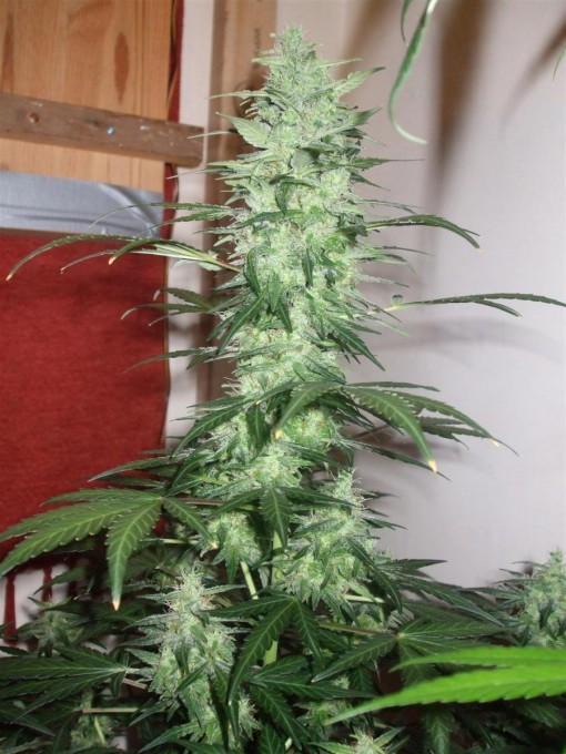 Dutch Passion Sativa Fest DF & PP D62 F38 018.jpg