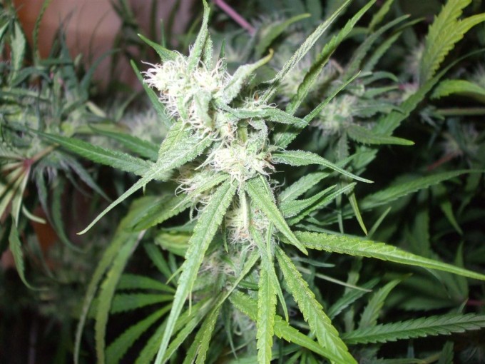 Dutch Passion Sativa Fest DF & PP D62 F38 013.jpg