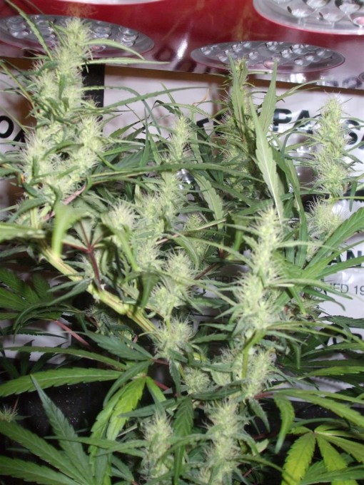 Dutch Passion Sativa Fest DF & PP D62 F38 005.jpg