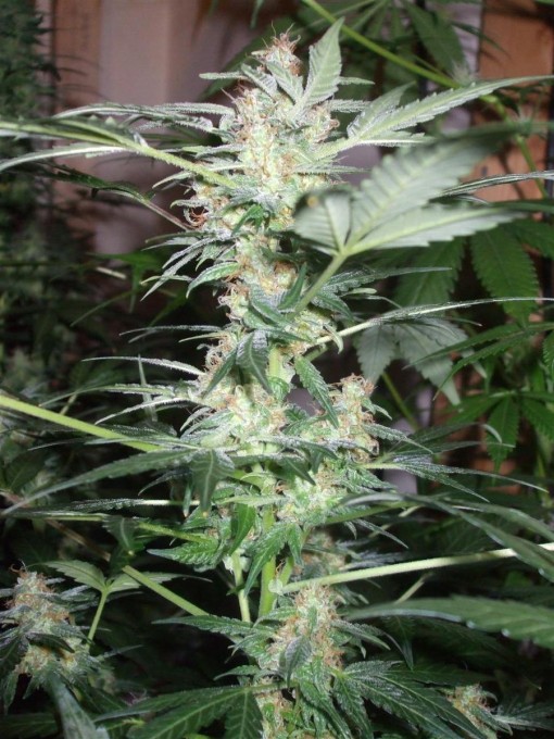 Dutch Passion Sativa Fest DF & PP D62 F38 016.jpg