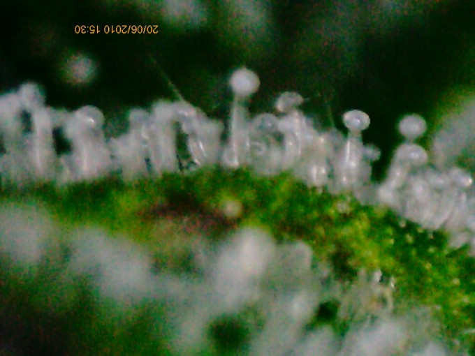 day 105 AU trichomes (4).JPG