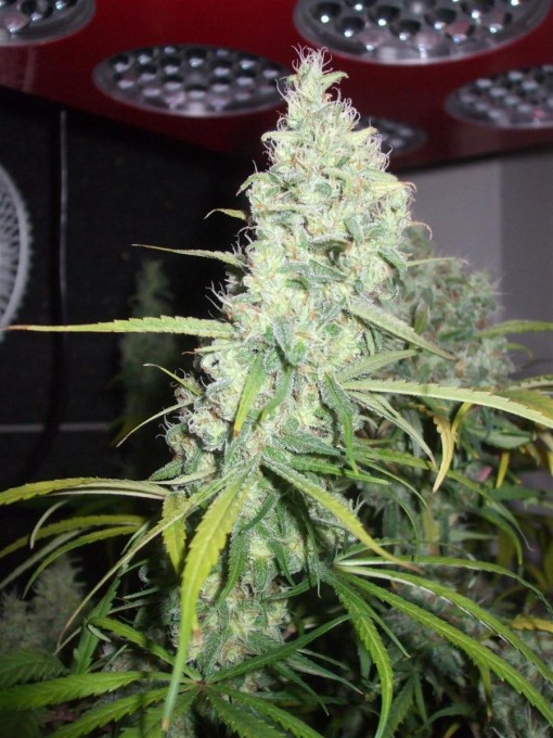 Dutch Passion Sativa Fest DF & PP D84 F58 006.jpg