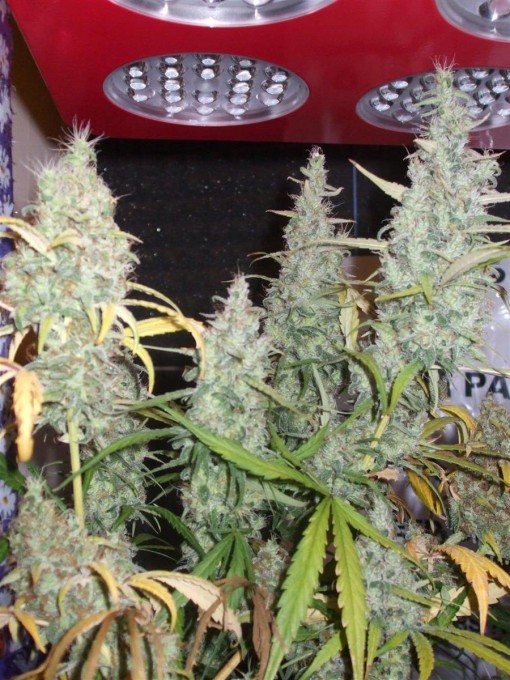 Dutch Passion Sativa Fest DF & PP D91 F65 019.jpg