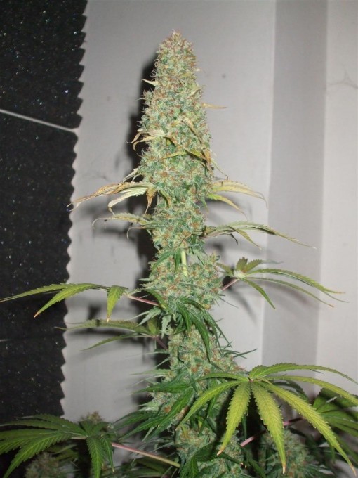 Dutch Passion Sativa Fest DF & PP D91 F65 012.jpg