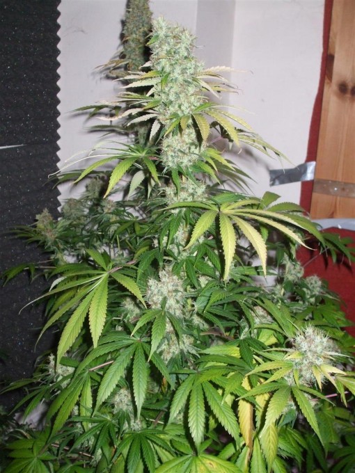 Dutch Passion Sativa Fest DF & PP D91 F65 004.jpg