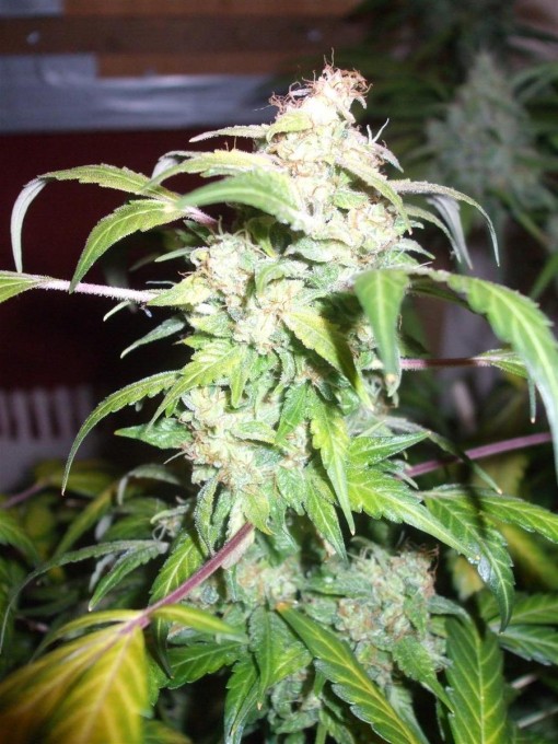 Dutch Passion Sativa Fest DF & PP D91 F65 028.jpg