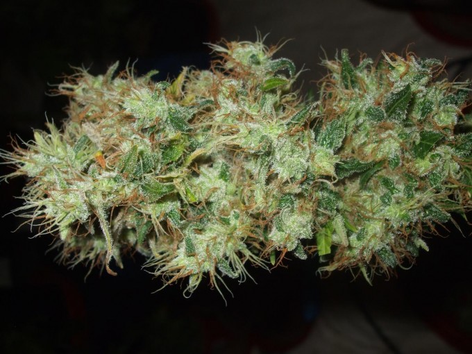 Dutch Passion Sativa Fest DF & PP D91 F65 harv 008.jpg