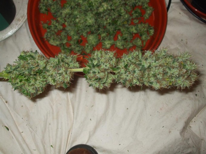 Dutch Passion Sativa Fest DF & PP D91 F65 harv 009.jpg