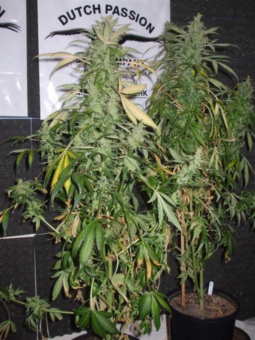 Dutch Passion Sativa Fest DF & PP D91 F65 harv 013.jpg