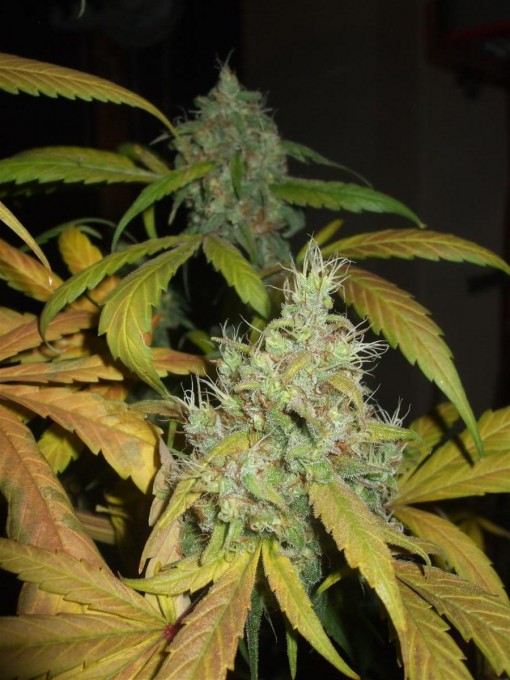 Dutch Passion Sativa Fest DF & PP D91 F65 harv 018.jpg