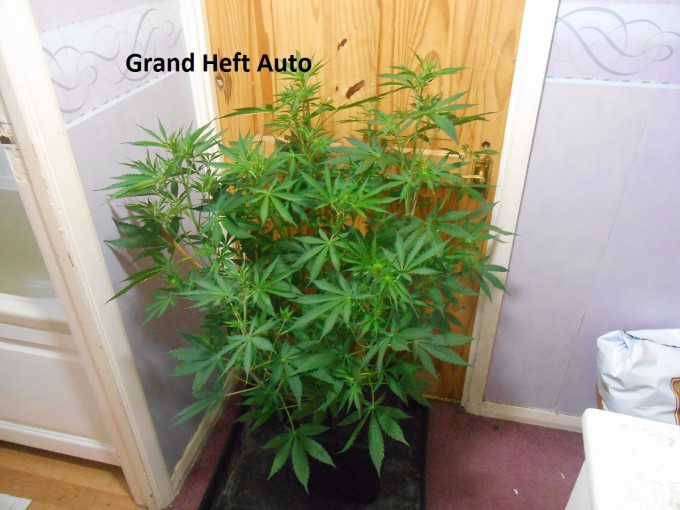 Grand Heft Auto1.jpg