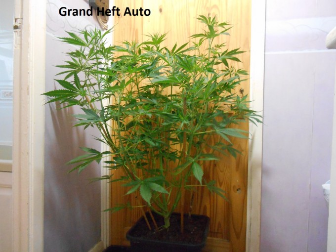 Grand Heft Auto2.jpg