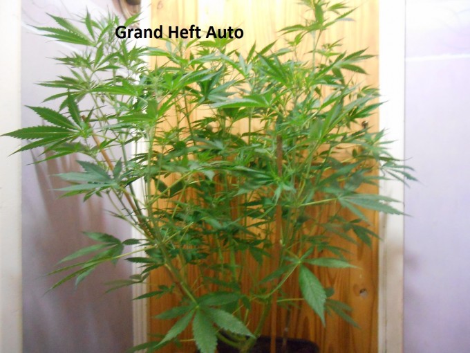 Grand Heft Auto3.jpg