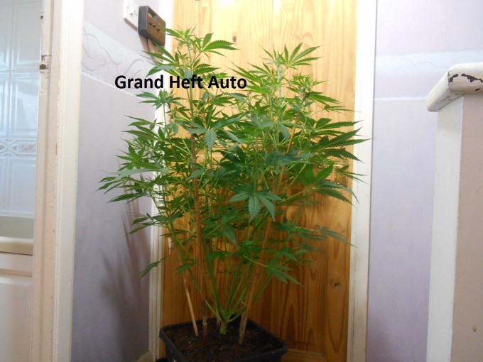 Grand Heft Auto4.jpg