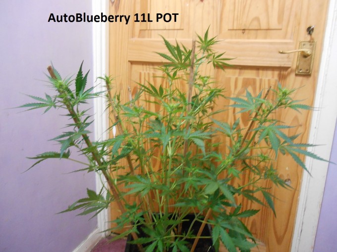 AutoBlueberry 11L POT1.jpg