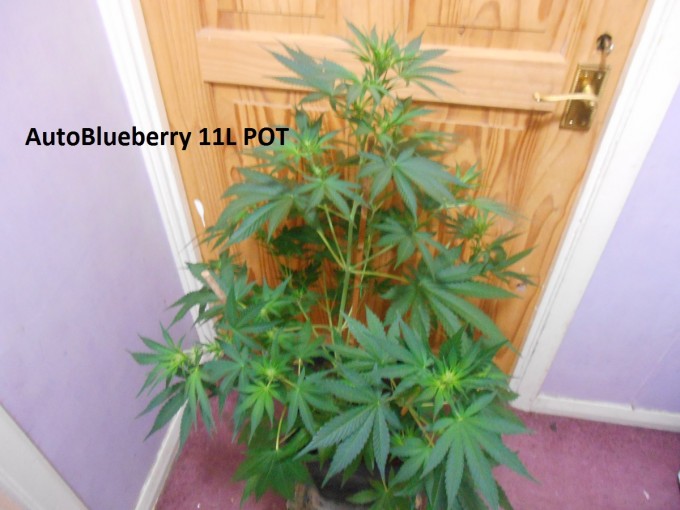 AutoBlueberry 11L POT2.jpg